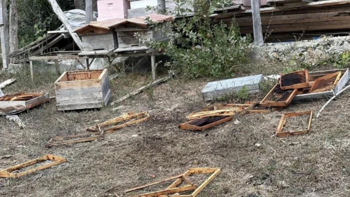 Ayı incir ağaçları ile kovanlara zarar verdi