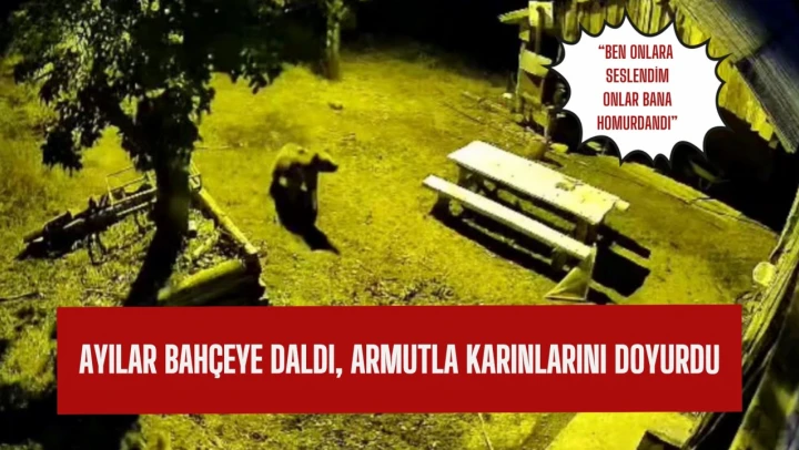 Ayılar bahçeye daldı, armutları yedi ve bahçeden ayrıldı
