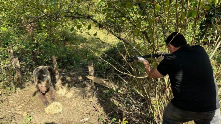 Bartın'da ayı kurtarma operasyonu