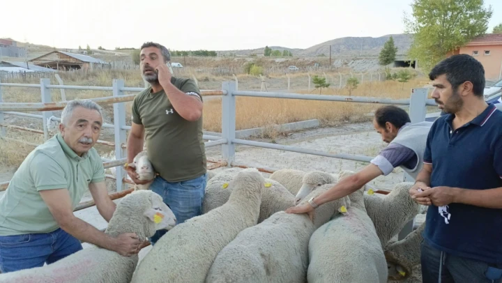 Çankırı'da üreticilere merinos koç dağıtıldı