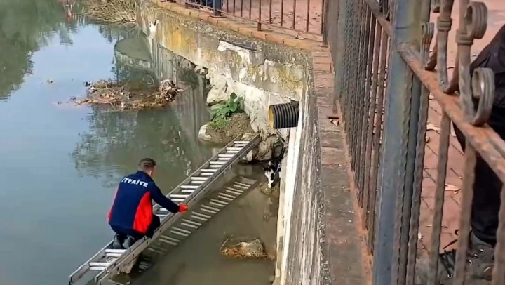 Çaya Düşen Kedinin Yardımına İtfaiye Yetişti
