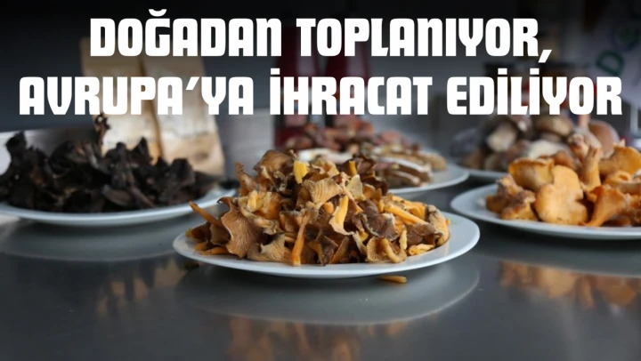 Doğadan Toplanıyor, Avrupa'ya İhracat Ediliyor