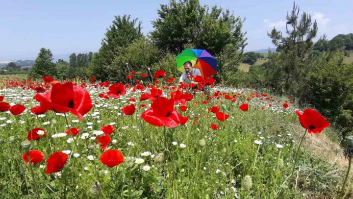 Gelincik Ve Papatya Tarlası Görsel Şölen Sunuyor