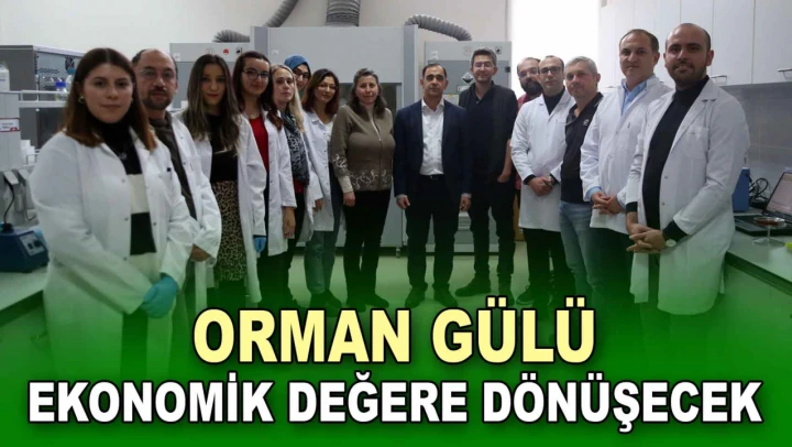 Kastamonu'da Orman Gülü Ekonomik Değere Dönüşecek