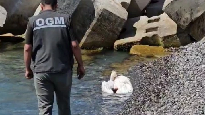 Yaralı Pelikan, Tedavi Altına Alındı