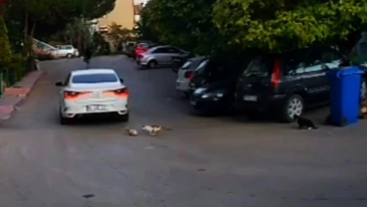 Kediyi ezip kaçtı, 4 bin 554 lira ceza yedi