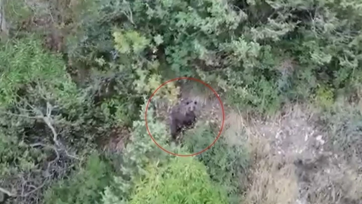 Uyuyamayan Ayı Görüntülendi