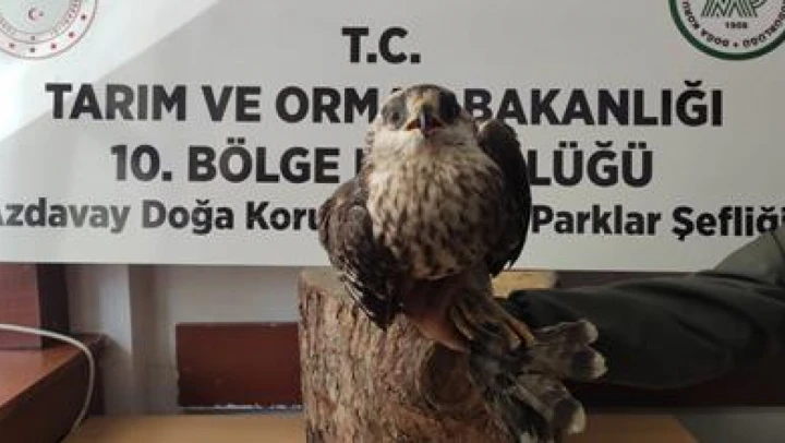 Kızıl şahin yeniden doğaya salındı