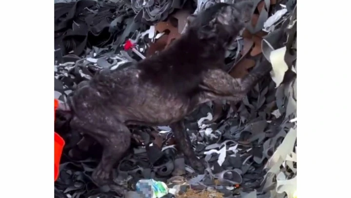 Köpeğin Yardımına Hayvanseverler Yetişti