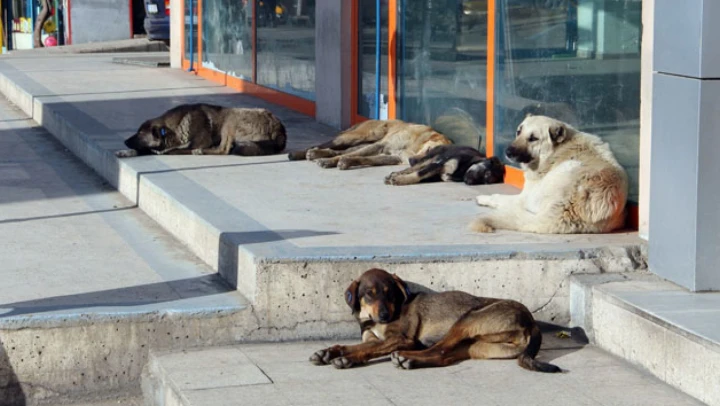 Köpeklerin Saldırısına Uğradılar