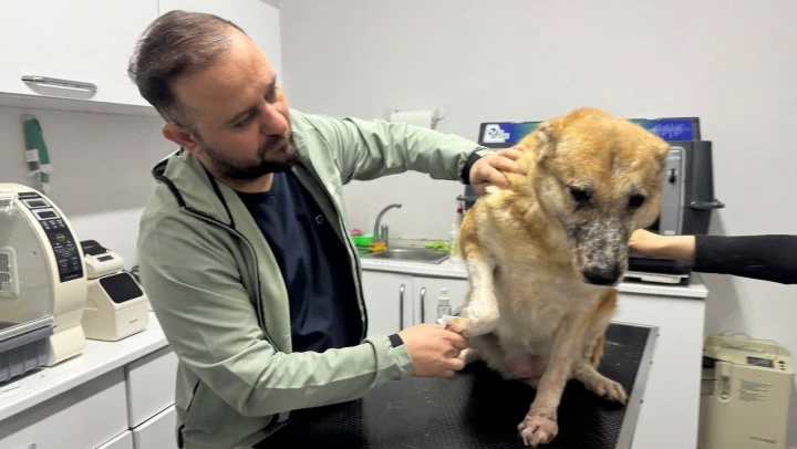Bu Hastalık Köpeklerde Kalıcı Etki Bırakıyor