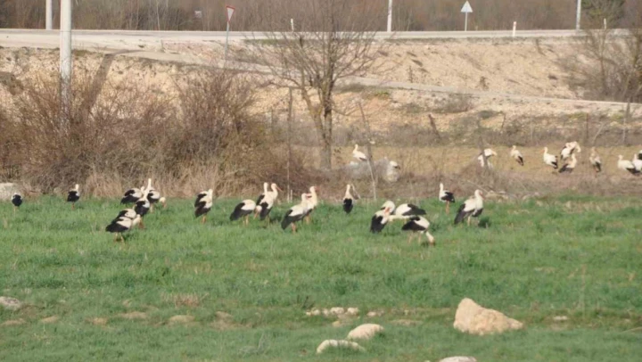 Leyleklerin Göç Durağı Bolu