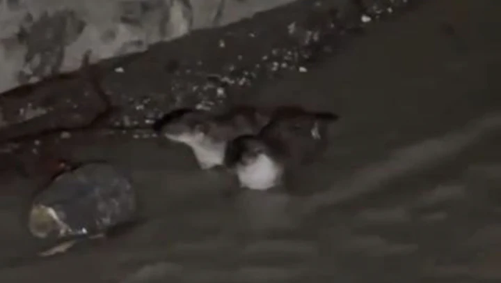 Nesli Tükenmekte Olan Su Samurları Görüntülendi