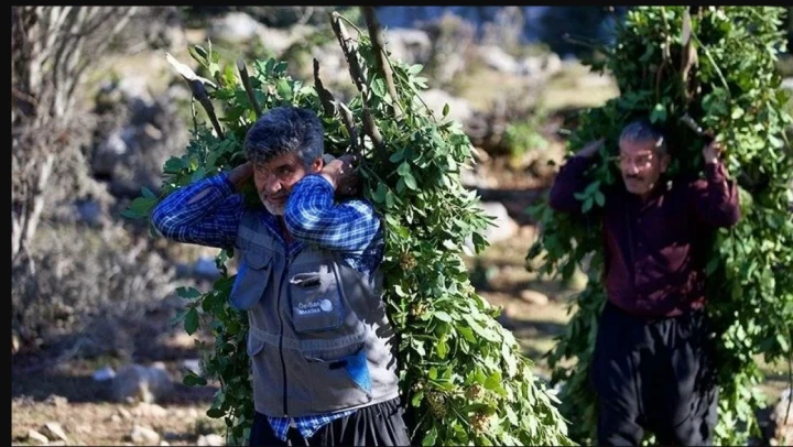 Orman Köylülerine Sağlanan Destekler Düzenlendi