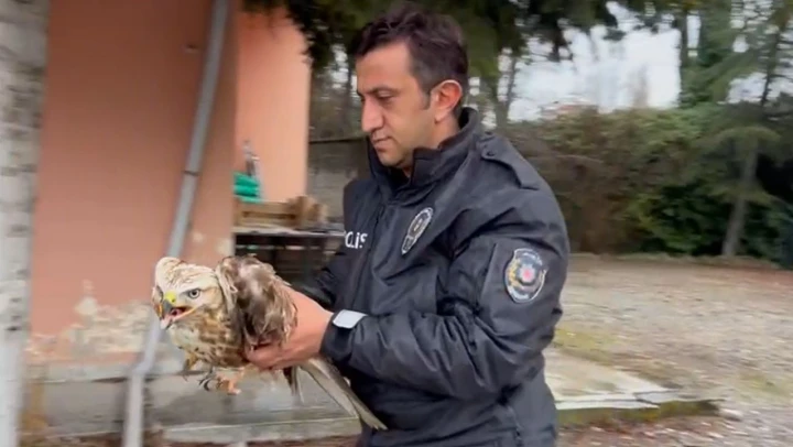 Nesli Tehlike Altında Olan Kızıl Şahin Tedavi Altına Alındı