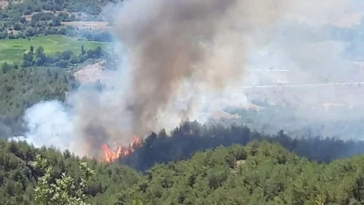 Sinop'ta Orman Yangını
