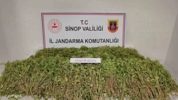 Sinop'ta Tarlada 31 Bin Kök Kenevir Ele Geçirildi