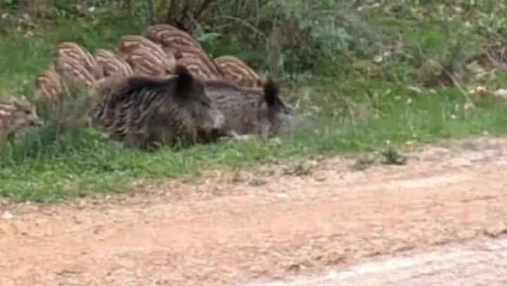 Domuz Sürüsü Su Birikintisinde Serinledi