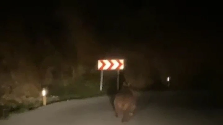 Yaban Domuzu Kameralara Yakalandı