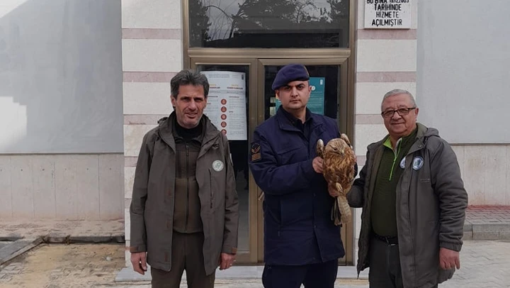 Yaralı kızıl şahin tedaviye alındı