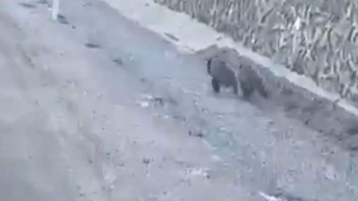 Yavru ayıların gülümseten yarışı