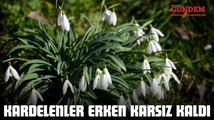 Kardelenler Erken Karsız Kaldı