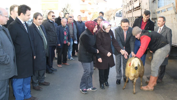 360 akkaraman koyunu daha teslim edildi