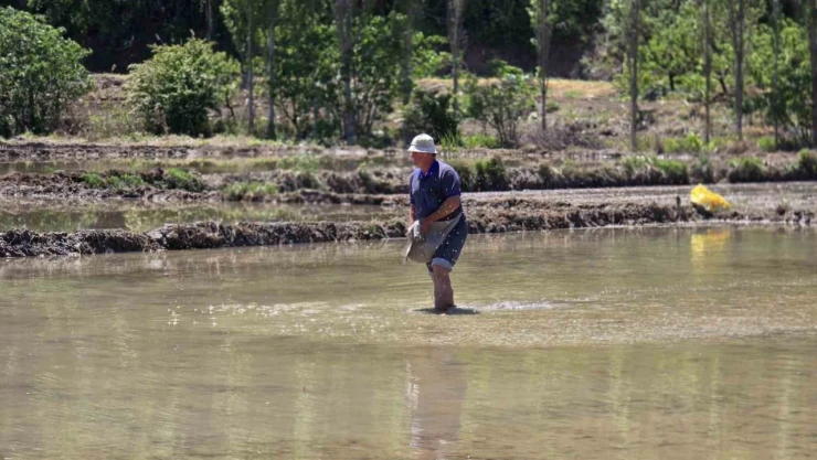 'Beyaz Altın' Ekiminde Sona Yaklaşıldı