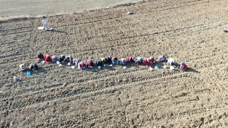 'Beyaz Altın' Toprakla Buluşuyor