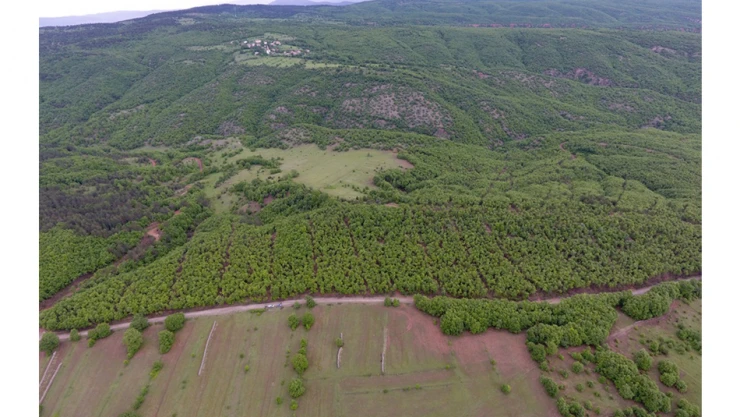 5 bin 290 dekar meşe ormanı, koruya dönüşecek