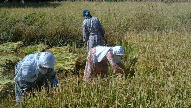 5 bin 975 ton çeltik ürettik