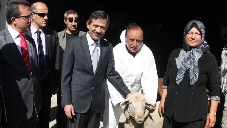 26 çiftçiye ikişer merinos cinsi koç