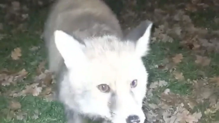 Tilkiyi Eliyle Besledi