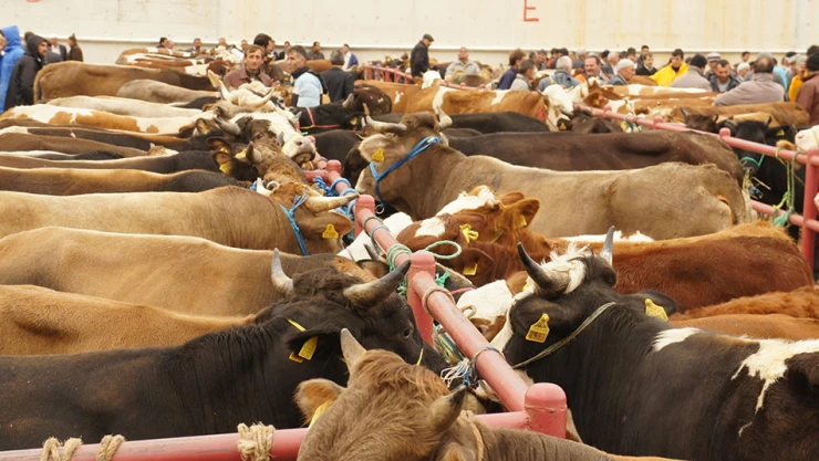 5 ilçe karantinaya alındı