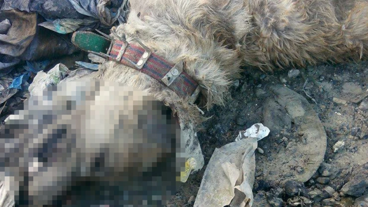 2 köpekte İnebolu'da katledildi