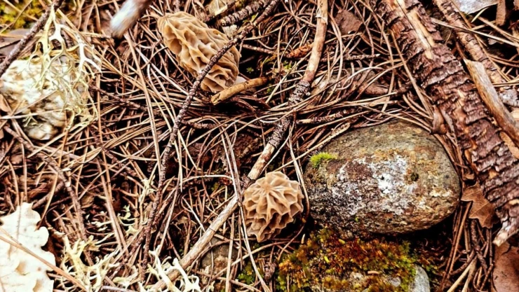 'Kuzugöbeği Mantarı' Çıkmaya Başladı