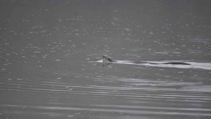 Bolu'da Su Samuru Görüntülendi