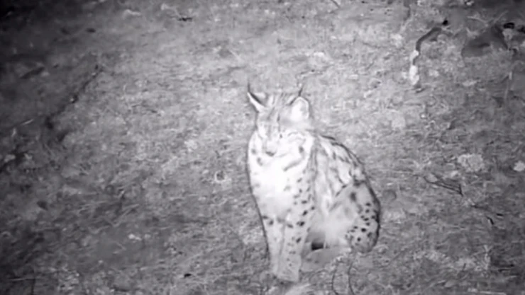 'Ormanın Hayaleti' Doğal Ortamında Kaydedildi