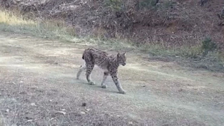 Vaşak, Doğal Ortamında Görüntülendi