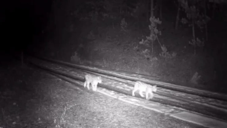 'Ormanın Hayaleti' Görüntülendi