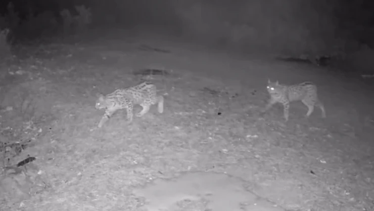 'Ormanın Hayaleti' Vaşak Kamerada