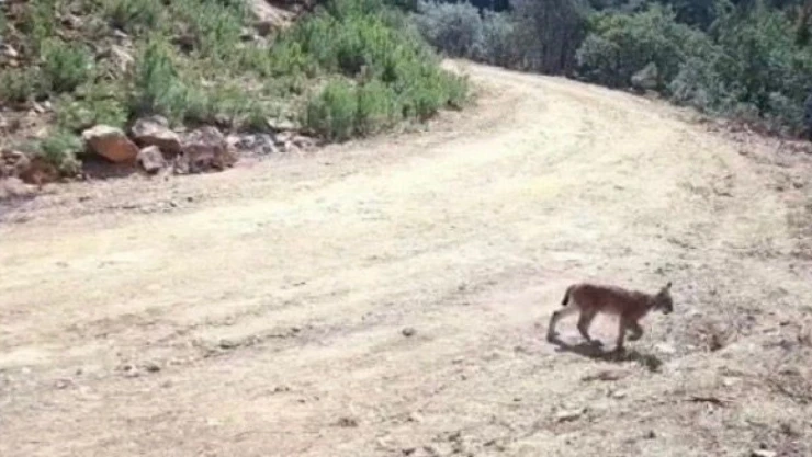 Vaşak Ve Yavruları Kameraya Yakalandı