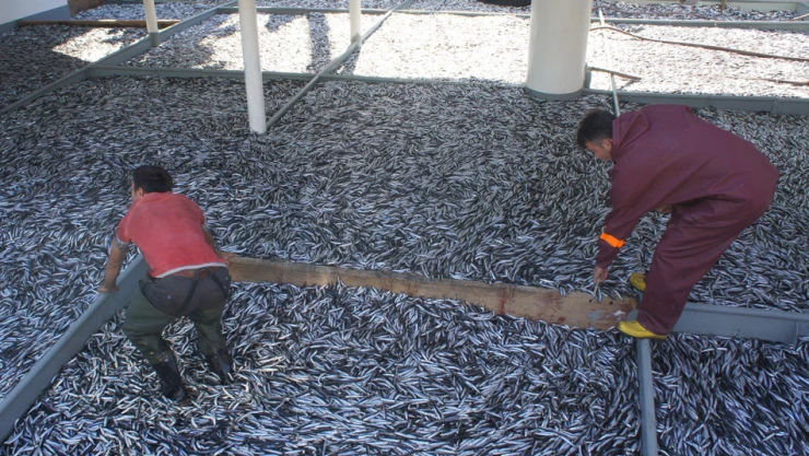 500 ton hamsi, fiyatları 7,5 TL'ye çekti