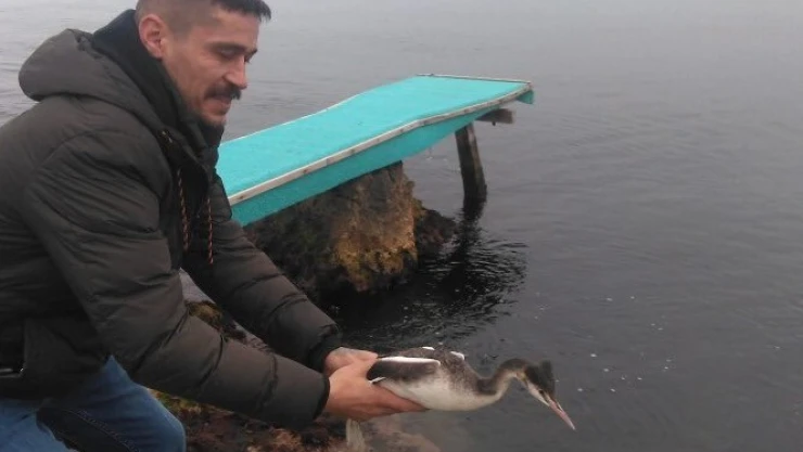 329 yaban hayvanı tedaviye alındı