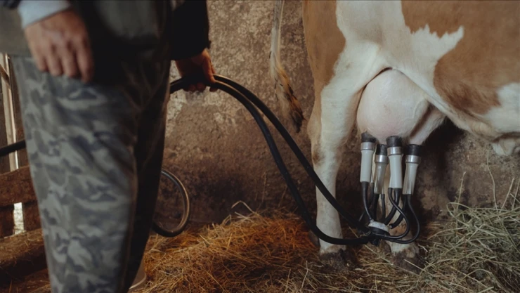 1 Milyon Tonu Aşkın İnek Sütü Toplandı