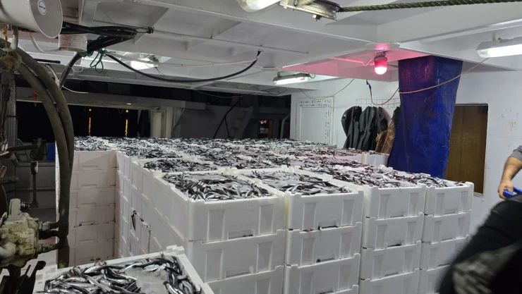 11 Bin 130 Kilogram Hamsi Karaya Çıkarıldı