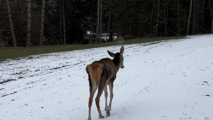 15 Yaban Hayvanı Tedavi Edilerek Doğaya Salındı