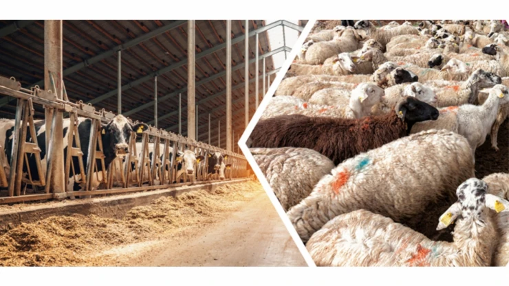 2 Hayvancılık Projesi Bakanlık'tan Destek Gördü