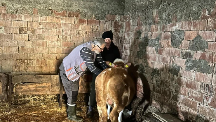 230 Bin Büyükbaş Hayvan Aşılandı