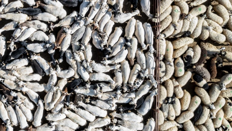 3 Milyonun Üzerinde Kurbanlık Satıldı